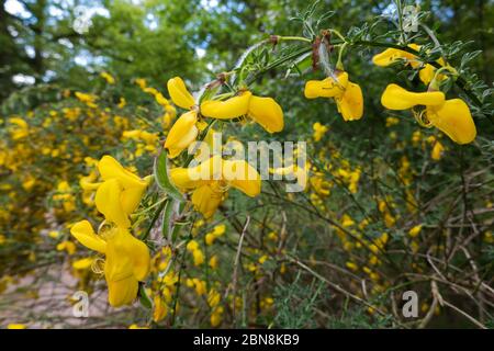 Goldgelbe Blüten und junge Samenschoten auf dem Besen, auch als Scotch Besen bekannt Stockfoto