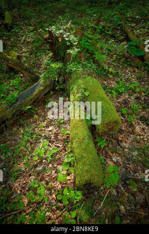 Moos bedeckte Holzverlegung auf Waldboden. Stockfoto