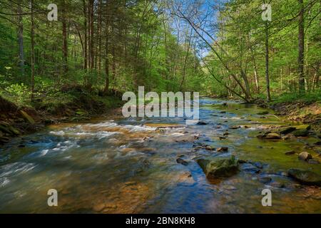 Fließender war Creek im Osten von Kentucky. Stockfoto