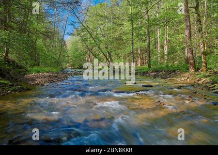 Fließender war Creek im Osten von Kentucky. Stockfoto