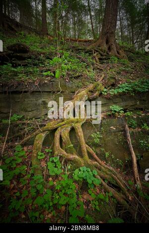 Große Baumwurzeln um Felsvorsprung. Stockfoto