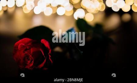 Nahaufnahme rote Rose auf einem dunklen Bokeh Hintergrund Stockfoto
