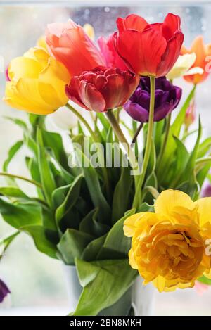 Bunte Tulpen in einer Vase, Stockfoto