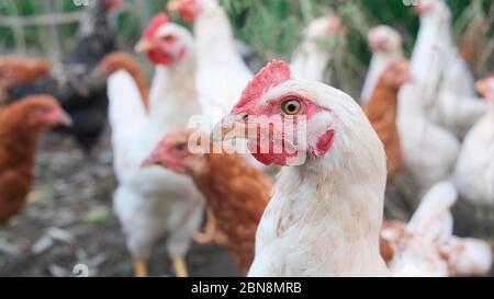 Huhn auf dem Bauernhof in der Landschaft. Im Freien. Nahaufnahme. Stockfoto