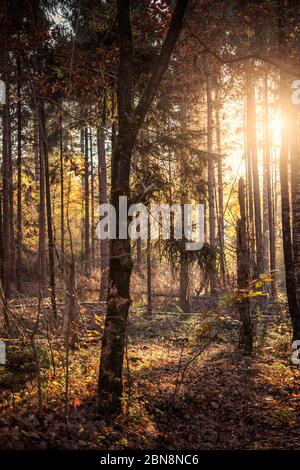 Sonnenlicht durch Bäume in einem Wald Stockfoto
