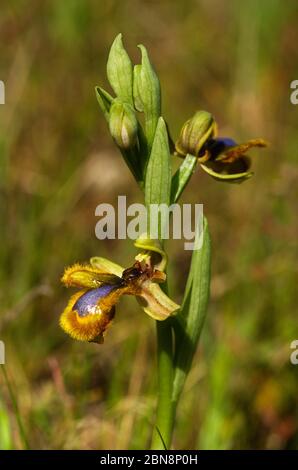 Wild Mirror Bee Orchidee (Ophrys speculum) Vielfalt von hellgelben Haaren. Zwei Blumen vor einem natürlichen Hintergrund, der nicht fokussiert ist. Elvas, Portugal. Stockfoto