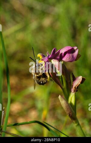 Männliche Wildbiene Eucera nigrilabris bestäubt eine wilde Waokcock Orchidee (Ophrys tenthredinifera) aus einer lateralen Perspektive. Elvas, Portugal. Stockfoto