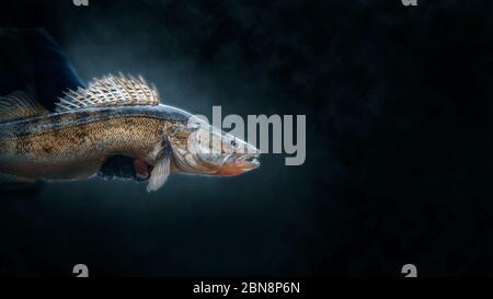 Zander Nahaufnahme auf dunklem Hintergrund. Stockfoto