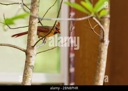 Weiblicher Nordkardinvogel, Cardinalis Cardinalis, auf einem Baumglied mit Futter für ihre jungen Küken im Schnabel. Stockfoto