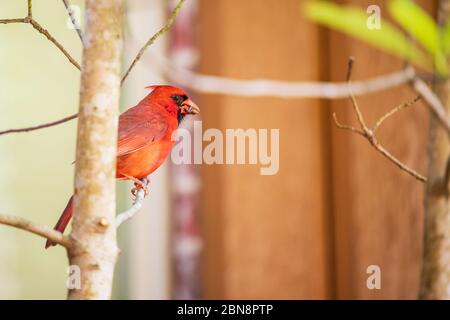 Männlicher Nordkardinvogel, Cardinalis Cardinalis, auf einem Baumglied mit Futter für seine jungen Küken im Schnabel thront. Stockfoto