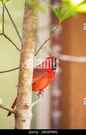 Männlicher Nordkardinvogel, Cardinalis Cardinalis, auf einem Baumglied mit Futter für seine jungen Küken im Schnabel thront. Stockfoto