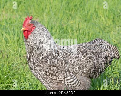 Hahn, Amrock, auf einer Wiese Stockfoto