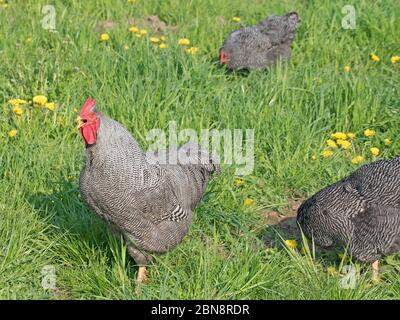 Hahn, Amrock, auf einer Wiese Stockfoto