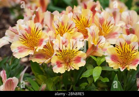 Alstroemeria Prinzessin Sara 'Staprisara' blüht. Stockfoto