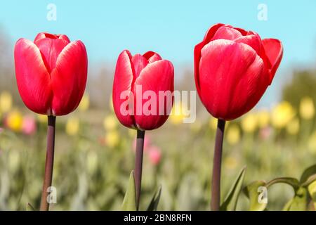 Drei schöne rote Tulpen aus der Nähe und ein Bokeh von Gelb Tulpen und ein blau türkisfarbener Himmel im Hintergrund in Ein Blumengarten in holland im Frühling Stockfoto