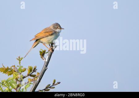 Whitethroat, Wildvogel, sylvia communis, kleiner Vogel auf einem Baum in der Landschaft von Bedfordshire, Großbritannien Stockfoto