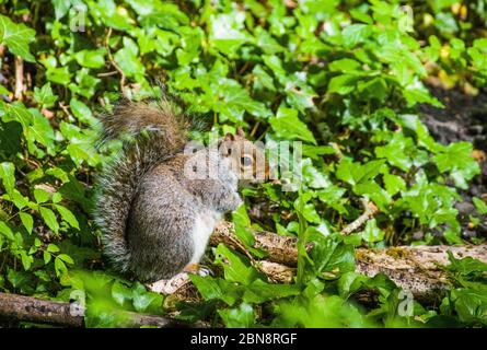 Grauhörnchen, Sciurus carolinensis, Futtersuche in einem lokalen Wald Stockfoto