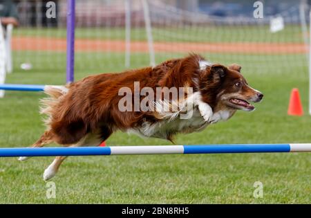 Border Collie auf einem Agility Course über einen Sprung Stockfoto