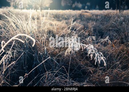Im Herbstmorgen bedeckte der Raureif das Gras. Stockfoto