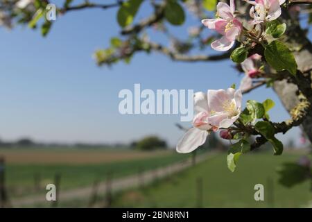 Schöne rosa wilde Apfelblüte Nahaufnahme und die grün-blau gefärbte holländische Landschaft im Hintergrund im Frühling Stockfoto