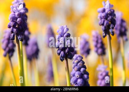 Blaue Traubenhyazinthe blüht im Frühling und ein weicher weiß-gelber Hintergrund in einem Blumengarten Stockfoto