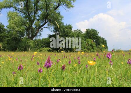 Eine natürliche Wiese mit lila wilden Orchideen und Butterblumen und ein Wald mit Bäumen und einem blauen Himmel im Hintergrund in den niederlanden im Frühling Stockfoto