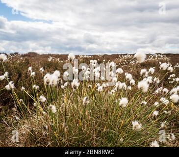 Haselschwanz-Baumwollgras (Eriophorum vaginatum) auf einem Yorkshire Moorland Stockfoto