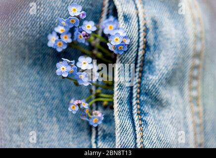 Blau liebenswert Vergiss mich nicht Blumen in Jean Pocket Stockfoto