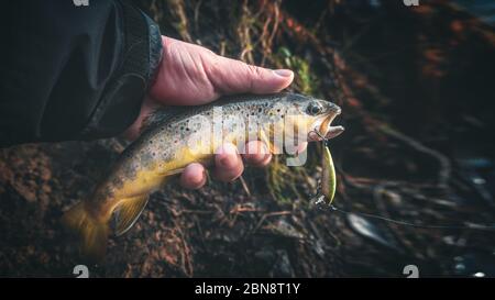 Eine schöne Bachforelle wird beim Spinnen gefangen. Stockfoto