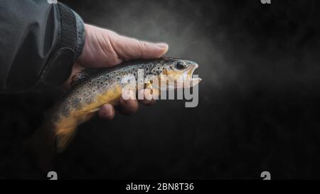 Schöne Forellen Nahaufnahme auf einem dunklen Hintergrund. Stockfoto