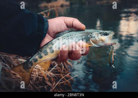 Eine schöne Bachforelle wird beim Spinnen gefangen. Stockfoto