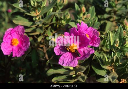 Cotony Zysten der Provence Stockfoto