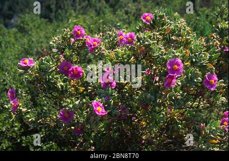 Cotony Zysten der Provence Stockfoto