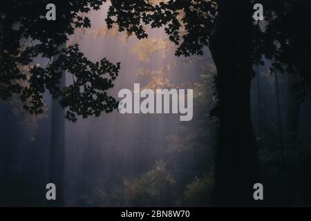 Wald nach Regen in lila Farben Stockfoto