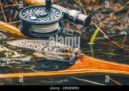 Bachforelle auf einer Nymphe gefangen. Fliegenfischen. Stockfoto