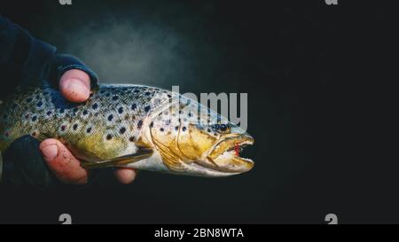 Nahaufnahme der Forelle in der Hand eines Fischers auf dunklem Hintergrund. Stockfoto