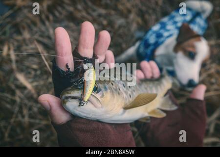 Nahaufnahme der Forelle in der Hand eines Fischers. Stockfoto