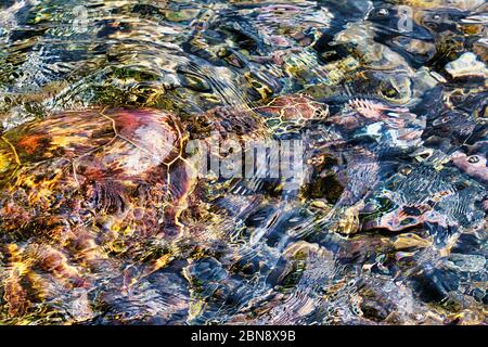 Abstrakte Ansicht einer grünen Meeresschildkröte, die unter Wasser im flachen Wasser schwimmt. Stockfoto