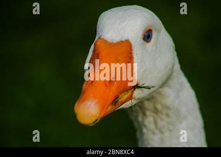Der Kopf einer Hausgans Stockfoto