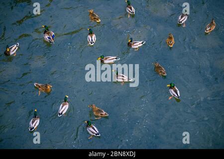 Entenschar auf dem Wasser Stockfoto