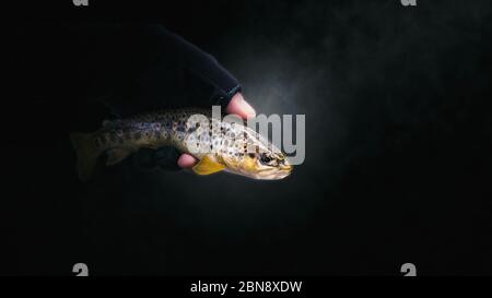 Nahaufnahme der Forelle in der Hand eines Fischers auf dunklem Hintergrund. Stockfoto