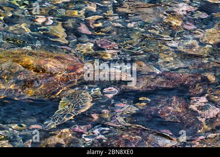 Abstrakte grüne Meeresschildkröte schwimmt unter Wasser im flachen Wasser. Stockfoto