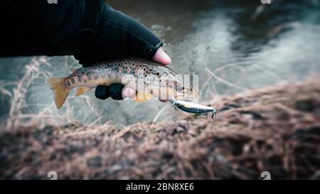 Forelle Nahaufnahme in Hand Fischer. Stockfoto