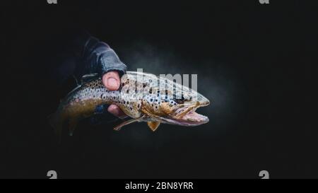 Bachforelle in der Hand eines Fischers. Stockfoto