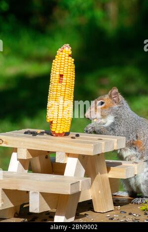 Eichhörnchen essen im Picknick-Tisch Feeder Stockfoto