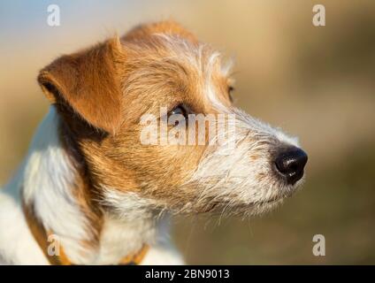 Nahaufnahme Kopf eines schönen niedlichen Jack russell Haustier Hund Welpen Stockfoto