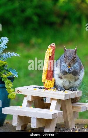 Eichhörnchen essen im Picknick-Tisch Feeder Stockfoto