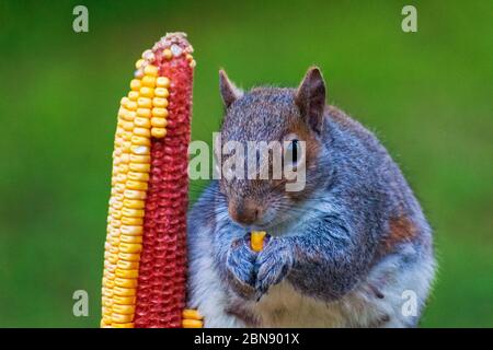 Eichhörnchen Essen Aus Feeder Stockfoto