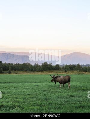 Elche norwegen lofoten, stnading auf Feld bei Sonnenuntergang. Berge im Hintergrund reisen Natur Stockfoto