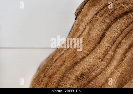 Strukturierte Oberfläche von konzentrischen Baumringen auf weißer rustikaler Oberfläche. Detaillierte Holzstruktur von Baumstamm oder Baumstumpf Querschnitt. Holzstruktur backgrou Stockfoto